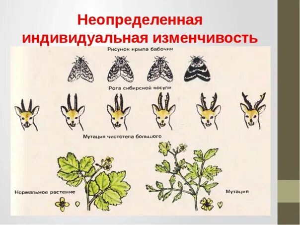 Неопределенная наследственная изменчивость. Модификационная изменчивость у растений. Наследственная изменчивость животных. Изменчивость примеры.