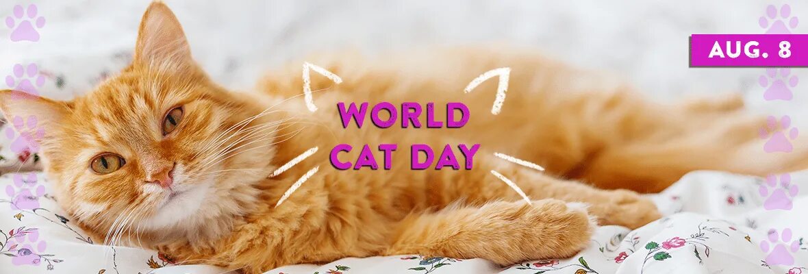 Всемирный день кошек. World Cat Day. Happy International Cat Day. World Cat Day 8 August.