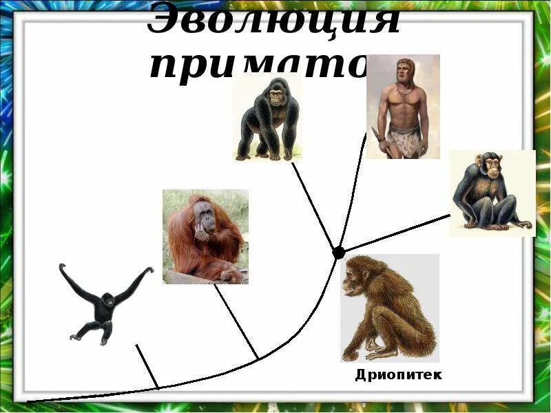 Вид приматов 4. Историческое прошлое людей расы человека. приматы человек схема представители. приматы это в биологии. эволюция приматов картинки.