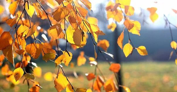 Тихо падают с берез осенние листья выписать. Лист березы желтый. листья березы осенью. береза серая и жёлтые листья. сентябрь листья береза.