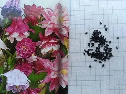 Аквилегия семена