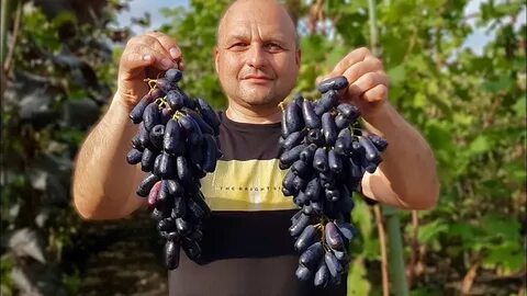 Виноград аватар отзывы