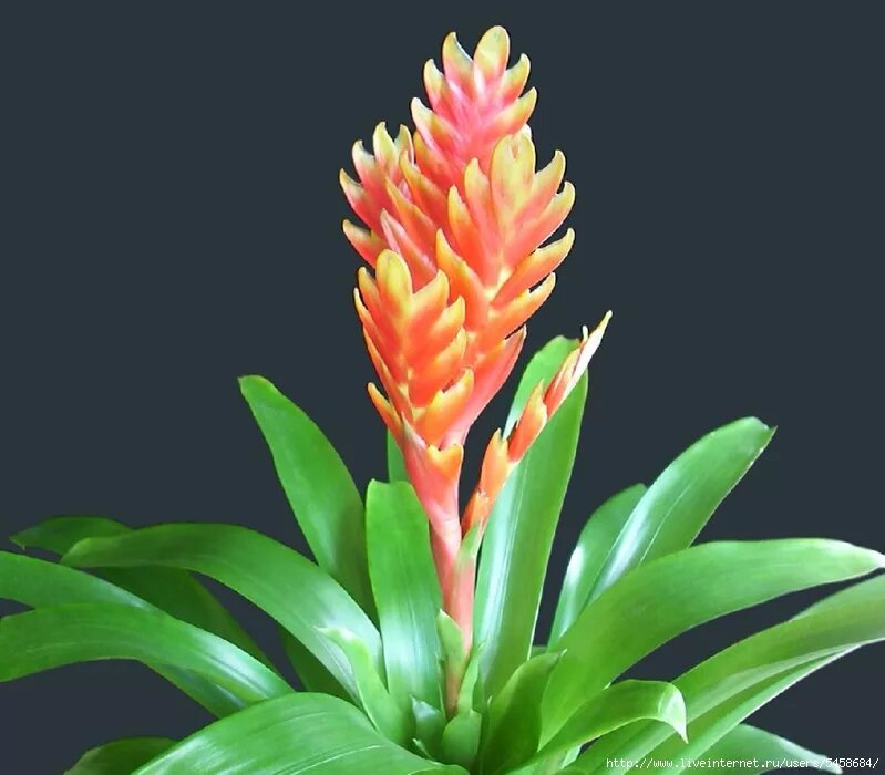 вриезия килеватая. бромелиевые вриезия. вриезия империалис. фризея. вриезия королевская.