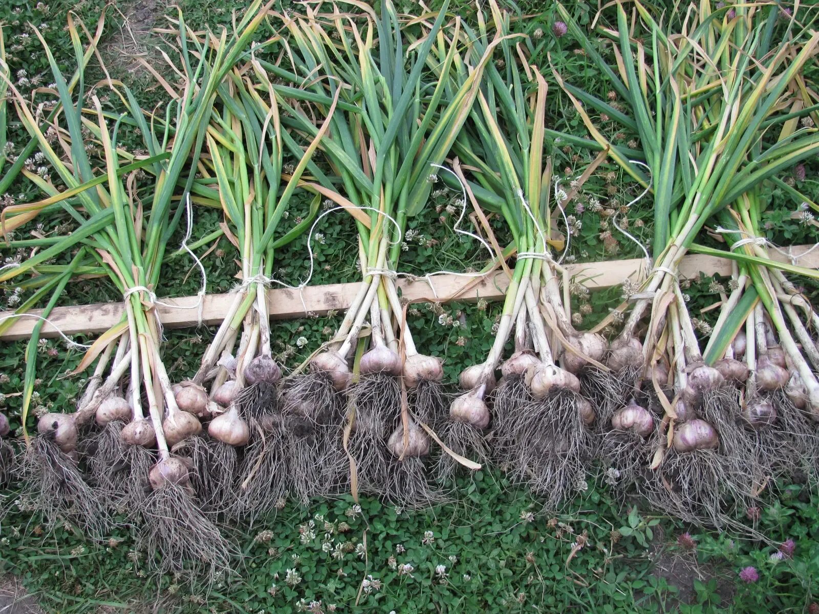 Harvest plants. Чеснок Антошка. Чеснок Абрек. Лук Шовица. Чеснок посевной.