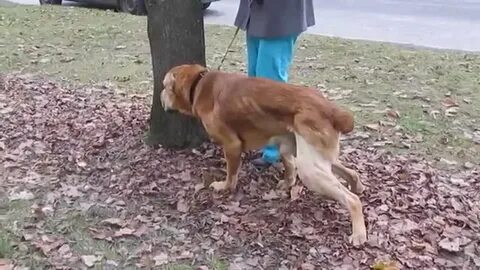 Пкс операция у собак