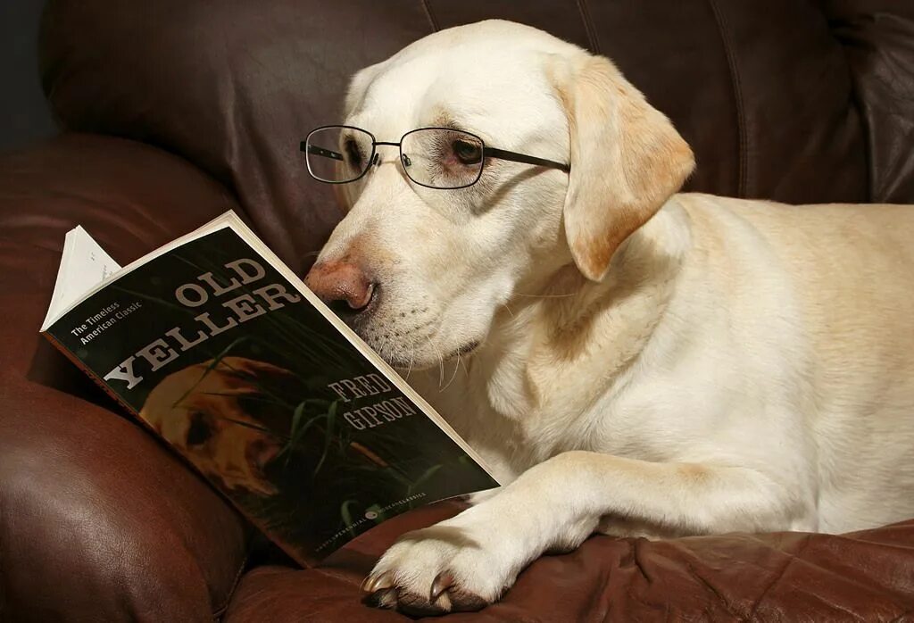 Book my dog. Книги про собак. Книга the Dog. Книга про лабрадора. Лабрадор читает.