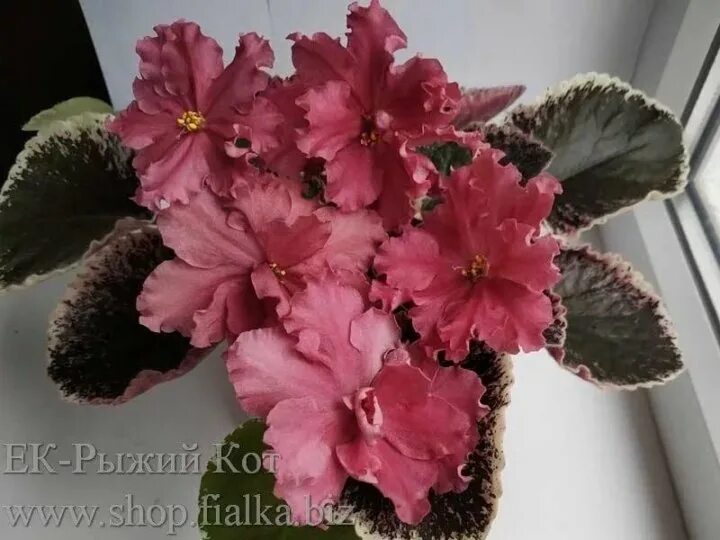 Ек прелестная нимфа фиалка. Фиалка рыжий кот. Сенполия ек рыжий кот. Фиалка рыжий кот. Фиалка ек рыжий кот.