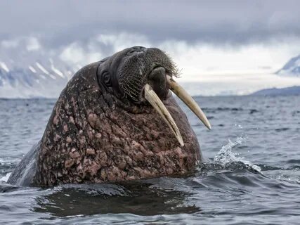 Северный морж