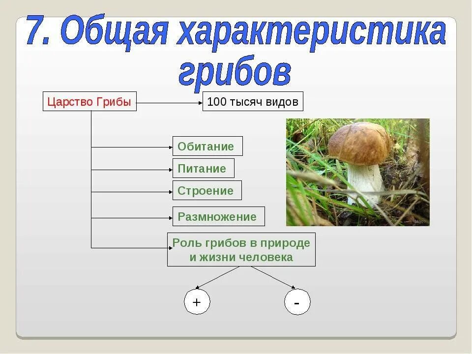 Каковы признаки грибов 5 класс. Характеристика грибов биология 5. Конспект по биологии 5 класс общая характеристика грибов. Общая характеристика грибов 6 класс биология. Строение гриба.