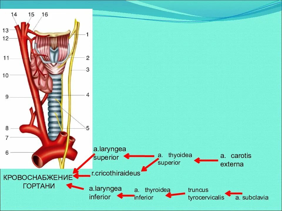 Кровоснабжение гортани. Кровоснабжение и иннервация гортани. Анатомия гортани кровоснабжение и иннервация. Кровоснабжение мышц гортани.