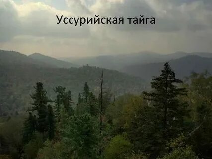 Почему уссурийская тайга несмотря на свое название