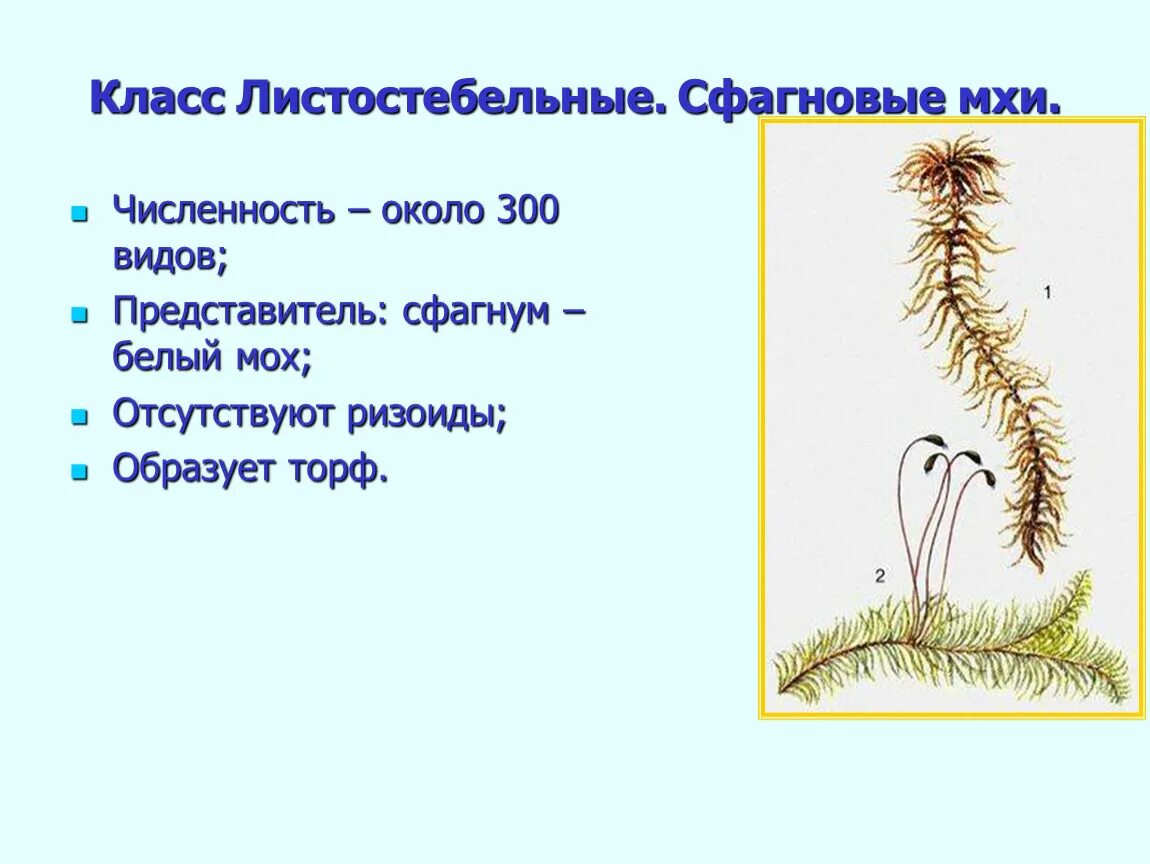 Однодольные двудольные хвойные листостебельные. Листостебельные мхи. Гаметофит листостебельных мхов. Моховидные листостебельные. Однодольные листостебельные мхи.