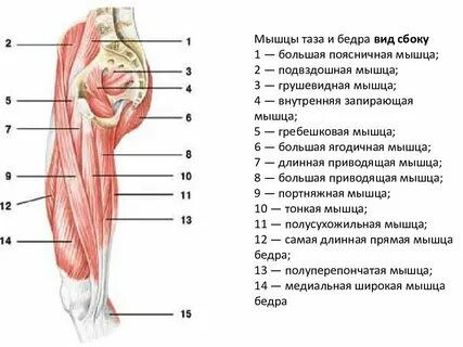 Наружная поверхность правого бедра