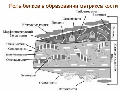 Основной белок костной ткани