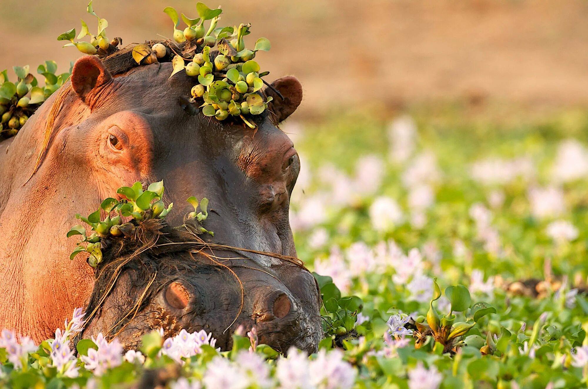 Родственник тапир и Бегемот. Бегемот красивый в цветочках.