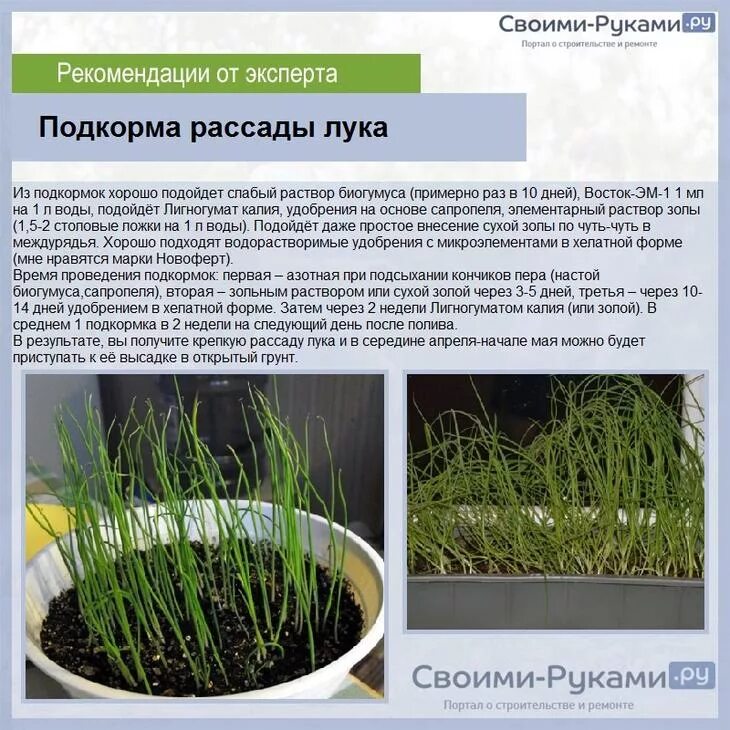 Лук эксибишен выращивание через рассаду сроки. Лук порей эксибишен. лук эксибишен рассада. лук эксибишен семена. посадка эксибишен на рассаду.