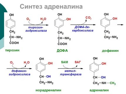 Особенности обмена и роль тирозина