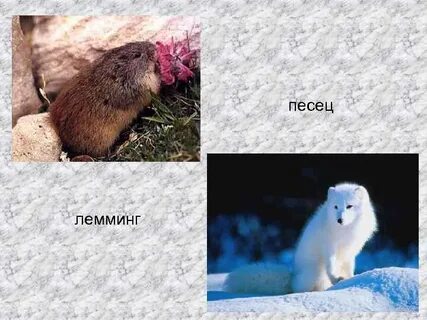 Песец и лемминг