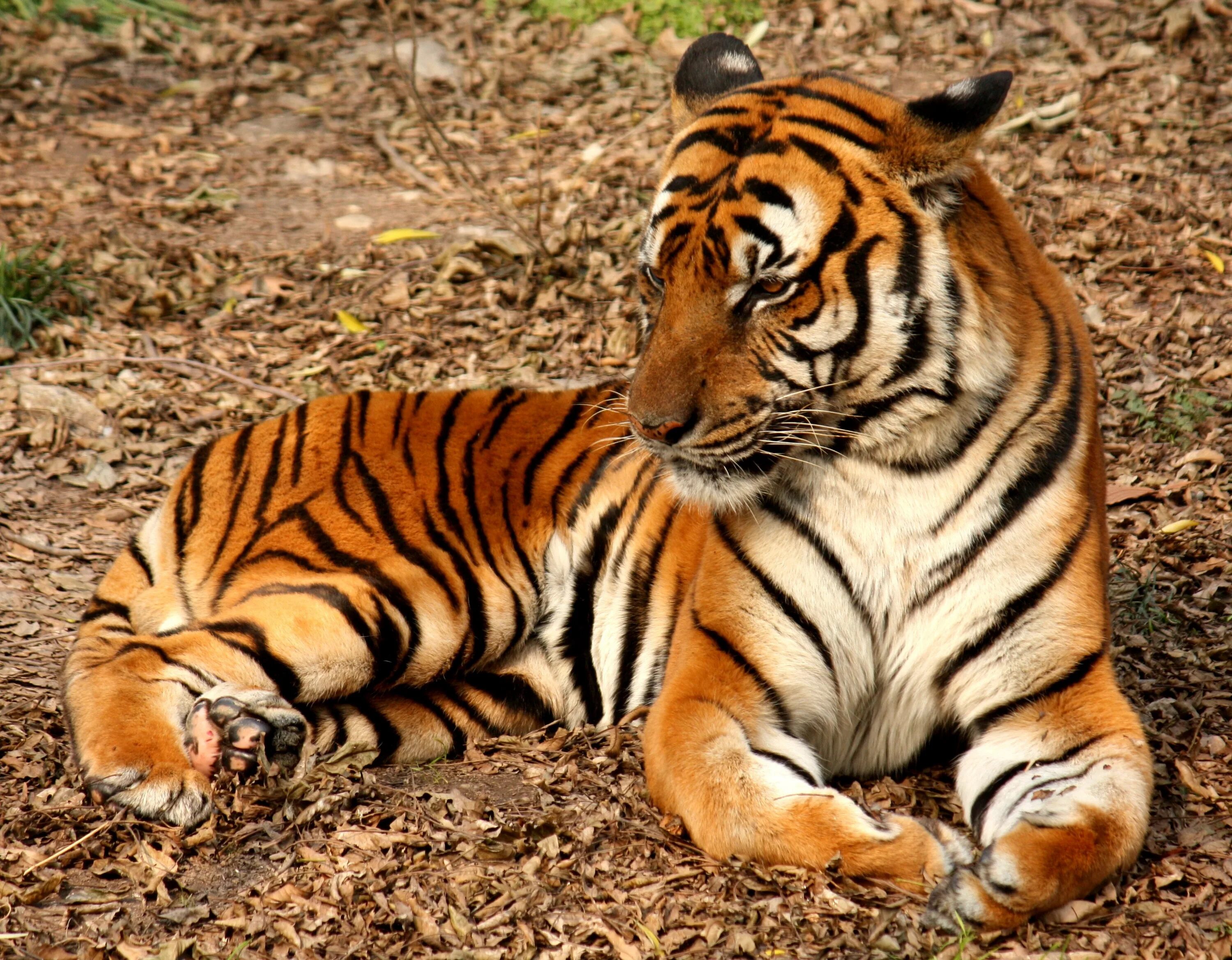 Южно китайский тигр фото. Индокитайский тигр фото. Panthera tigris amoyensis. Tiger китай. Tiger китай.
