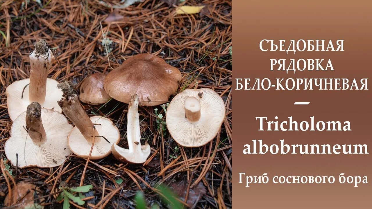 Грибы рядовка бело коричневая фото Рядовка чешуйчатая, или сластушка (Tricholoma imbricatum)