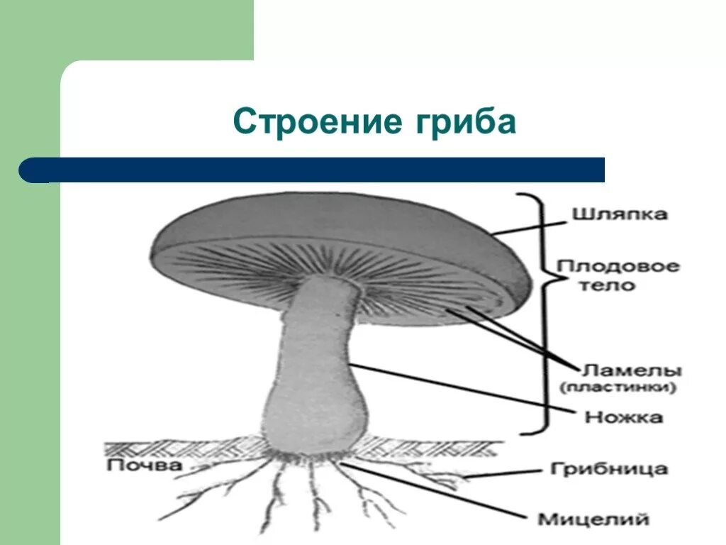 Схема строения гриба. Строение пластинчатого гриба. Части шляпочного гриба. Строение шляпочного гриба шампиньона.