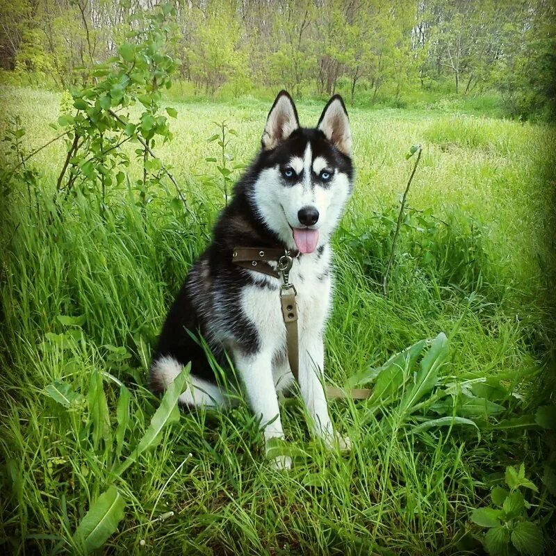 Вязка хаски. Спаривание хаски. Спаривание хаски. Вязка хаски. Хаски щенок мальчик.