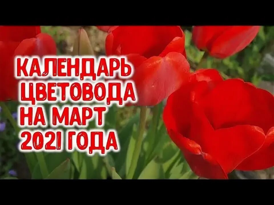 Календарь цветовода на май 2021 года. Агрогороскоп для цветочных растений на май