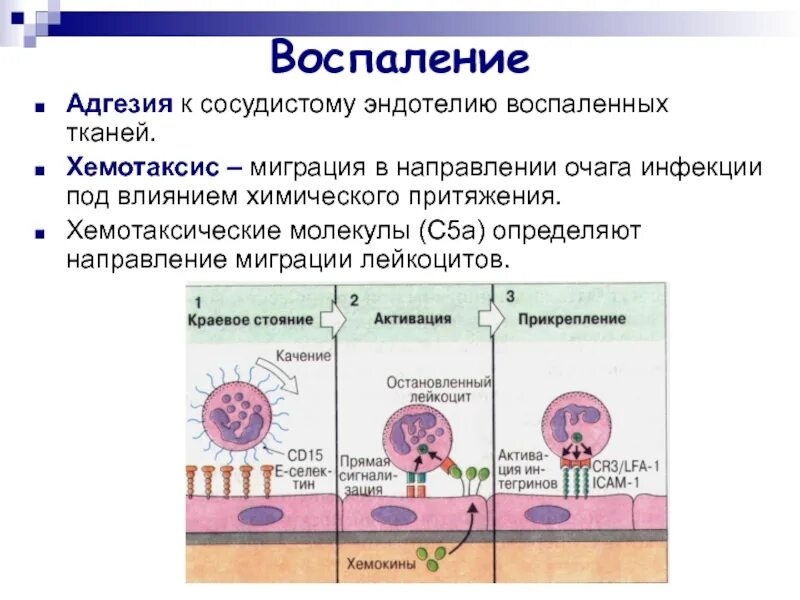 Миграция лейкоцитов хемотаксис. Недостаточность адгезии лейкоцитов. Дефекты адгезии лейкоцитов иммунология. Адгезия лейкоцитов к эндотелию. Неспецифическая резистентность организма