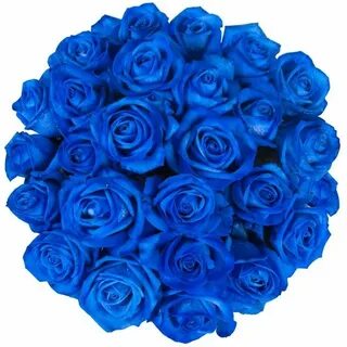 Rose is blue