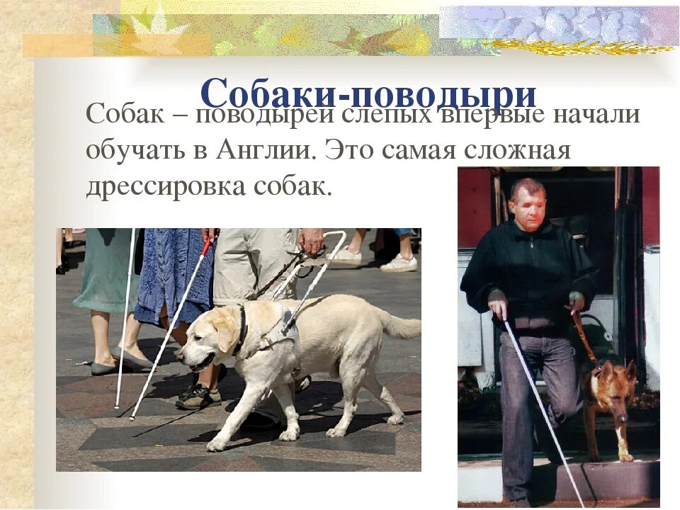 Дай поводырь 4. Собаки поводыри для слепых презентация. собака поводырь информация. презентация на тему собаки поводыри. презентация всемирный день собак-поводырей.