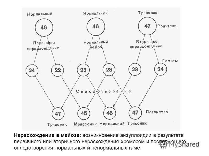независимое расхождение гамет в мейозе. независимое расхождение хромосом. независимое расхождение гамет в мейозе. нарушение расхождения хромосом в мейозе. независимое расхождение гамет в мейозе.