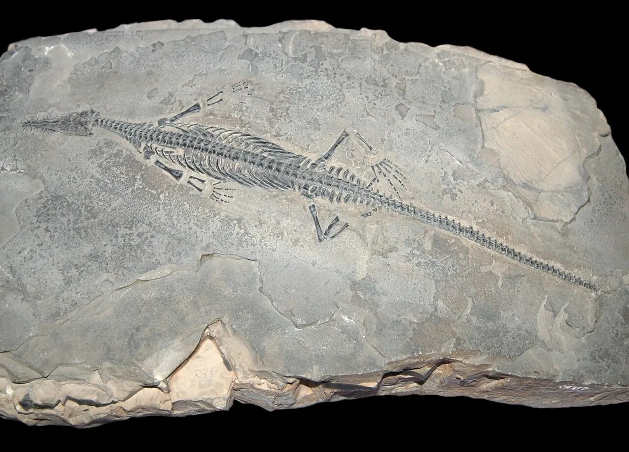 Мезозавр. Мезозавр пермского периода. мезозавр окаменелости. mesosaurus tenuidens. окаменелости девонского периода в липецкой области.