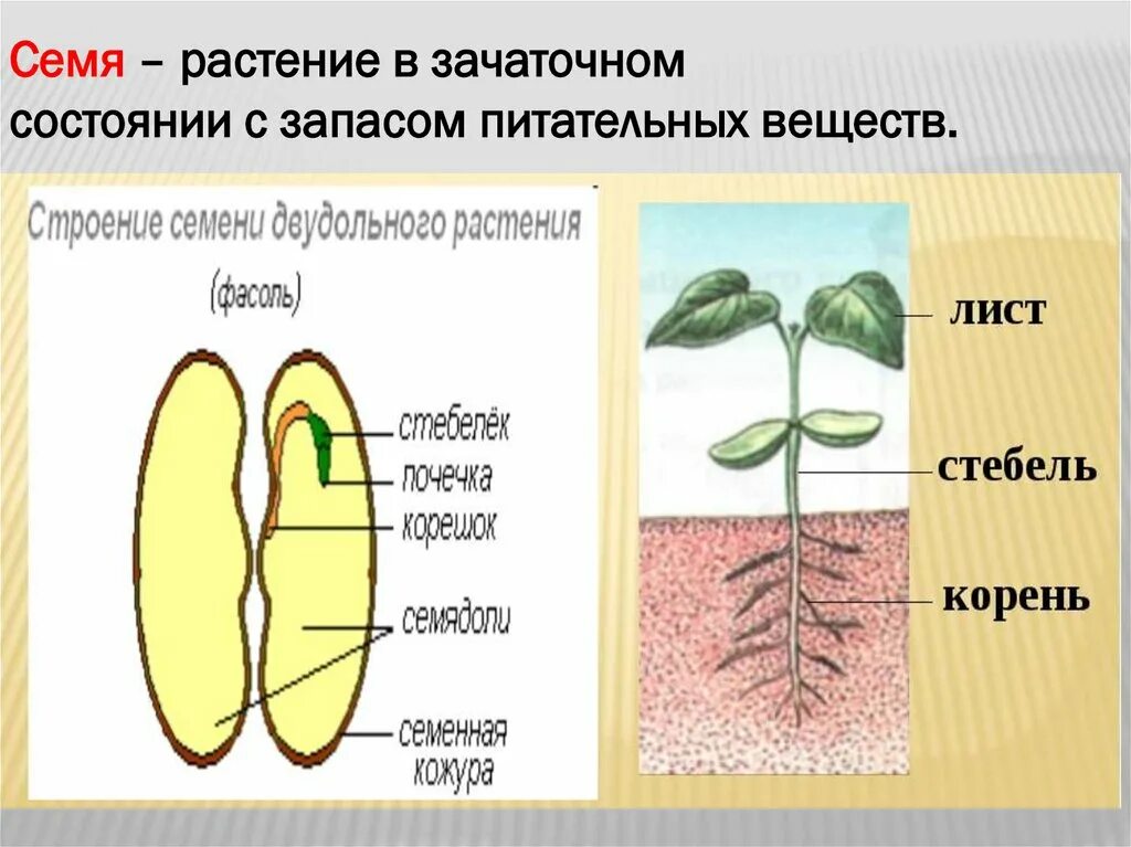 В каких структурах содержится запас питательных веществ. Прорастание семян презентация. Питательные вещества в семени. Запас питательных веществ в семени. Хранение питательных веществ в семени.