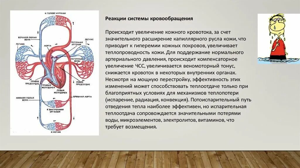 Система кровообращения. За счет чего происходит кровообращение. Циркуляция крови. Увеличение кровообращения. Система гемодинамики