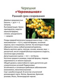Вишня десертная морозовой описание сорта опылители