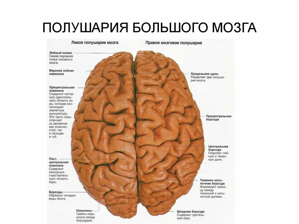 Полушария большого мозга соединены. Лобные доли левое и правое полушарие. Большие полушария головного мозга доли.