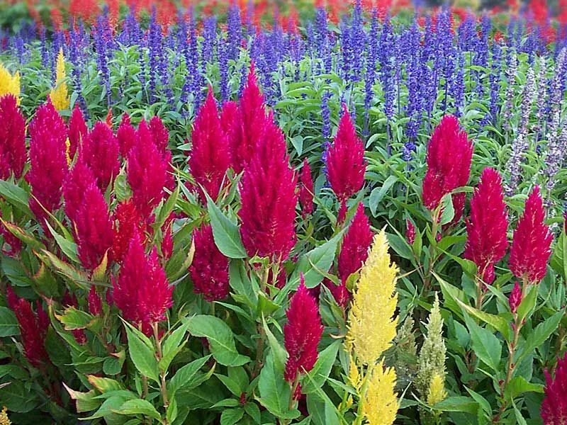 Высокие однолетники для сада фото и названия Buddleia Tricolour Butterfly Bush Offer Wowcher