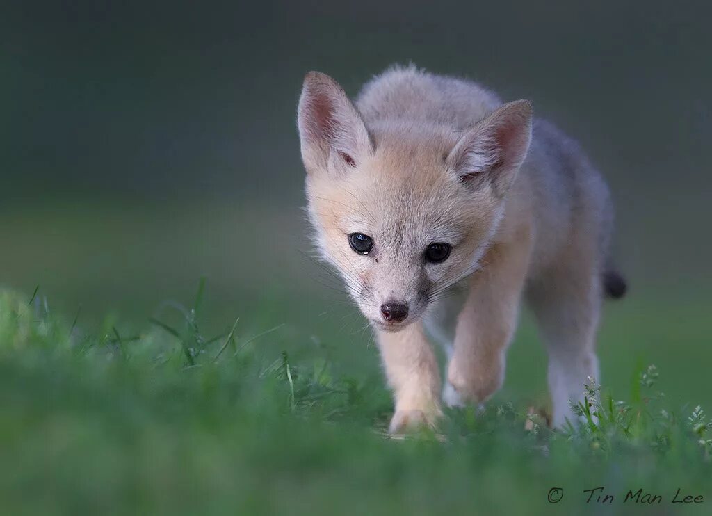 Kit fox. Kit Fox животное. Кит Фокс животное. Island Foxes Puppies.