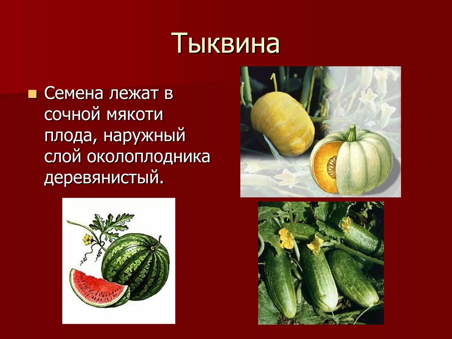 Тыквина это ягода. Тыквина односемянный плод. тыквина биология 6 класс. плод тыквина биология 6 класс. тип плода тыквина.