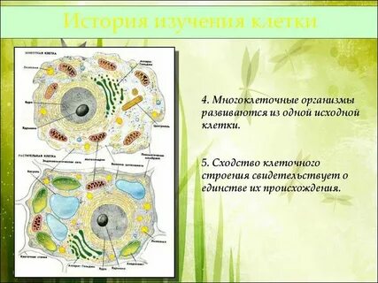 Методы изучения строения и функций клеток