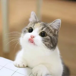 Котики y2k