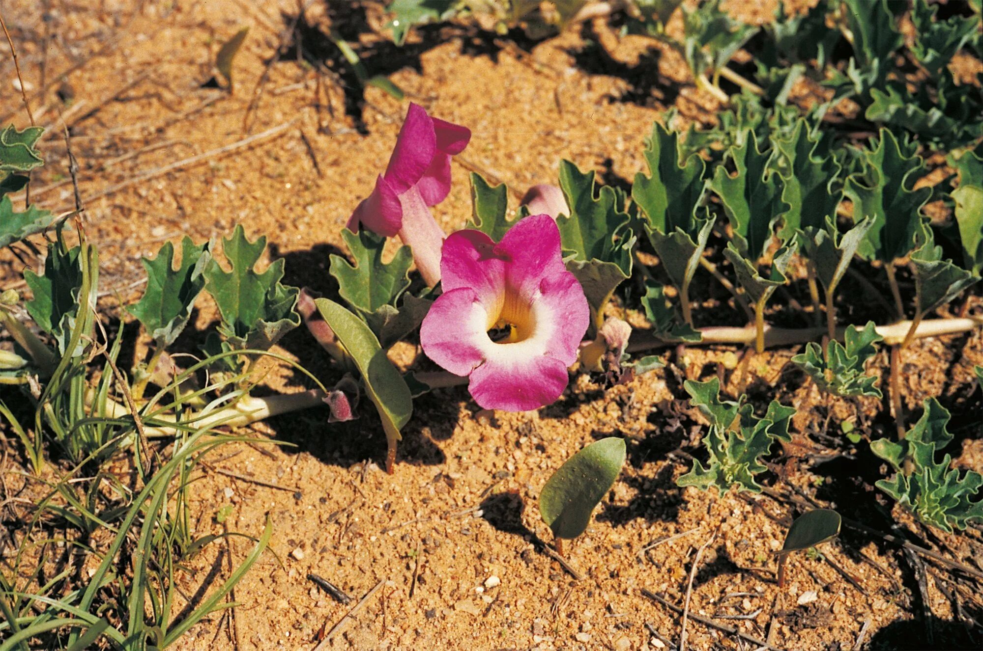 Мартиния душистая фото. Мартиния душистая. Harpagophytum procumbens. Коготь дьявола Мартиния. Коготь дьявола (Harpagophytum procumbens).