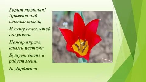 Почему тюльпаны в красной книге