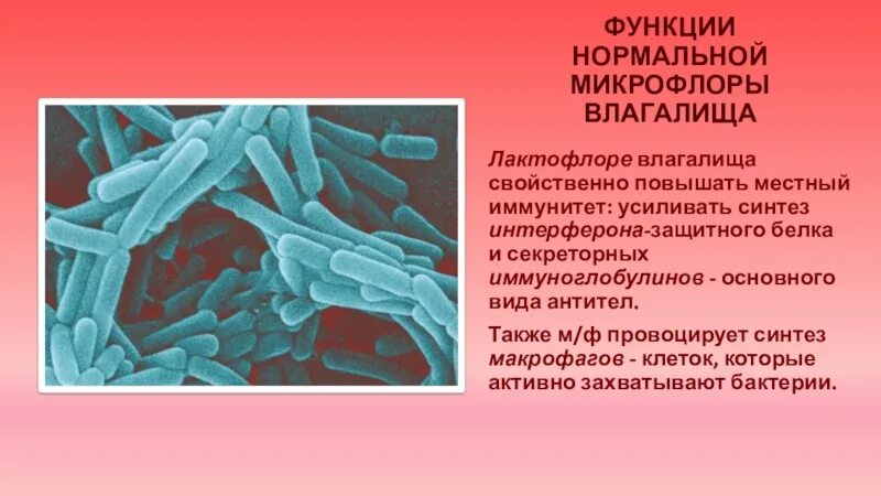 Интерферон функция. Синтез защитного белка - интерферона.. микробиоценоз влагалища. защитная функция нормальной микрофлоры. нормальная микрофлора влагалища.