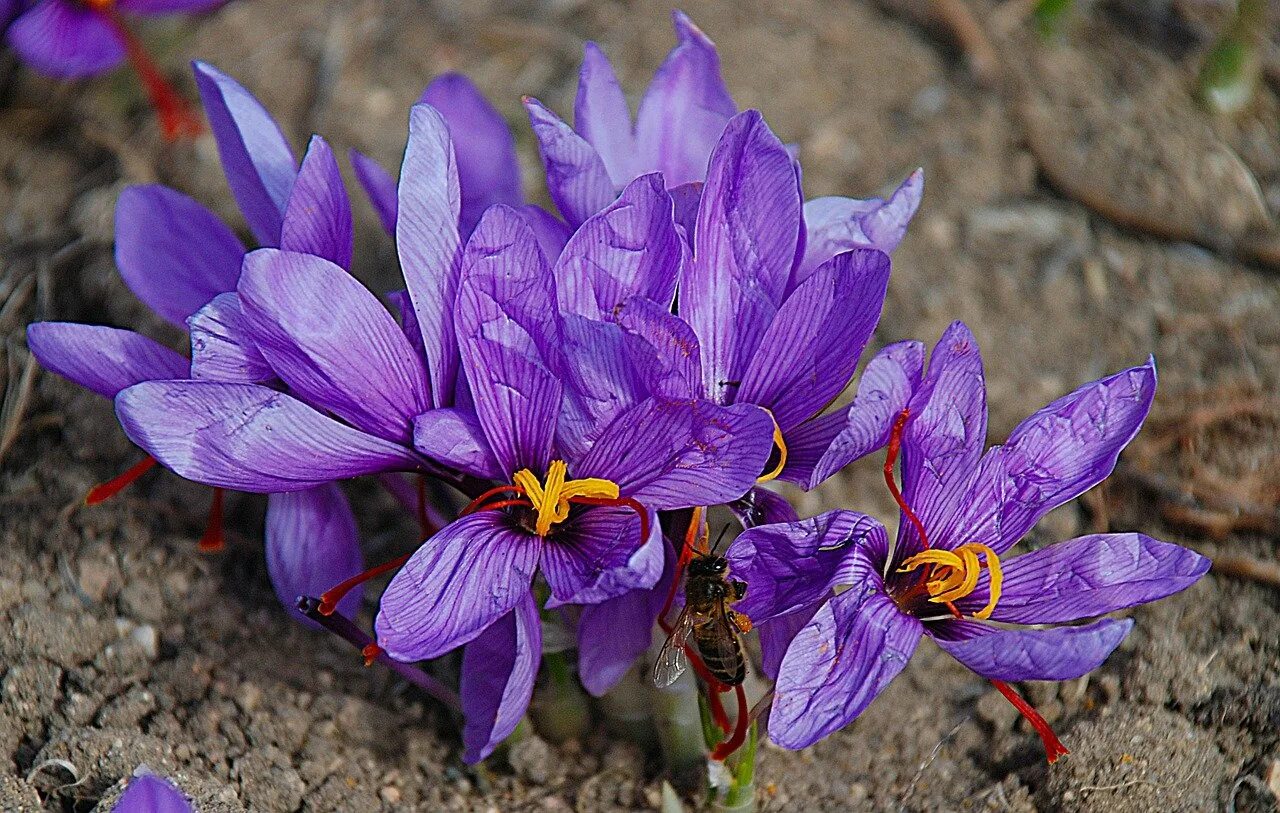 Крокус Шафран посевной. Рокус (Шафран) посевной (Crocus sativus). Шафран специя Крокус. Крокус Шафран цветок. Вывели ли людей из крокуса