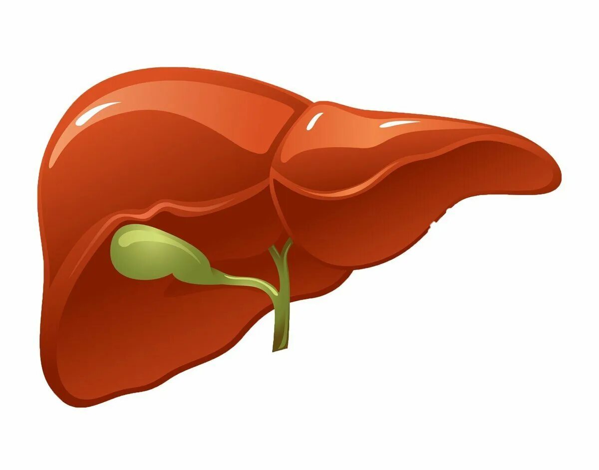 Изображение тела человека печень. Печень нарисовать. Печень картинка.