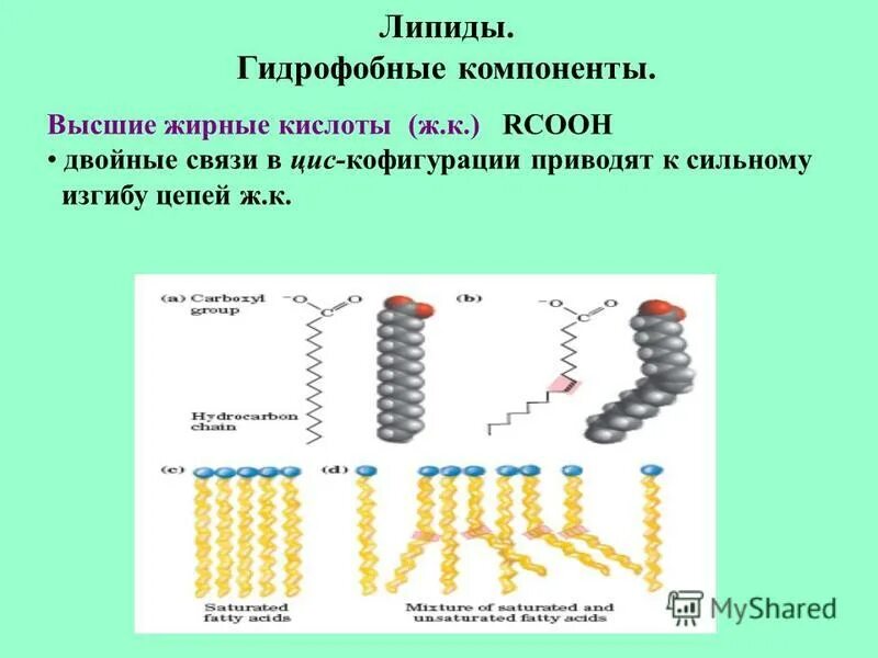 Липида отзывы. Гидрофобные липиды. Гидрофобные и гидрофильные липиды. Высшие жирные кислоты компоненты липидов. Фосфолипиды гидрофобные.