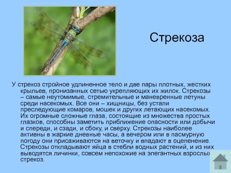 Доклад про стрекозу. Стрекоза краткое описание. Рассказ о стрекозе. Стрекозы характеристика.