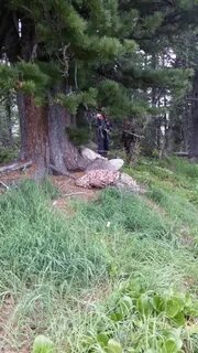 Спрятаться под деревом
