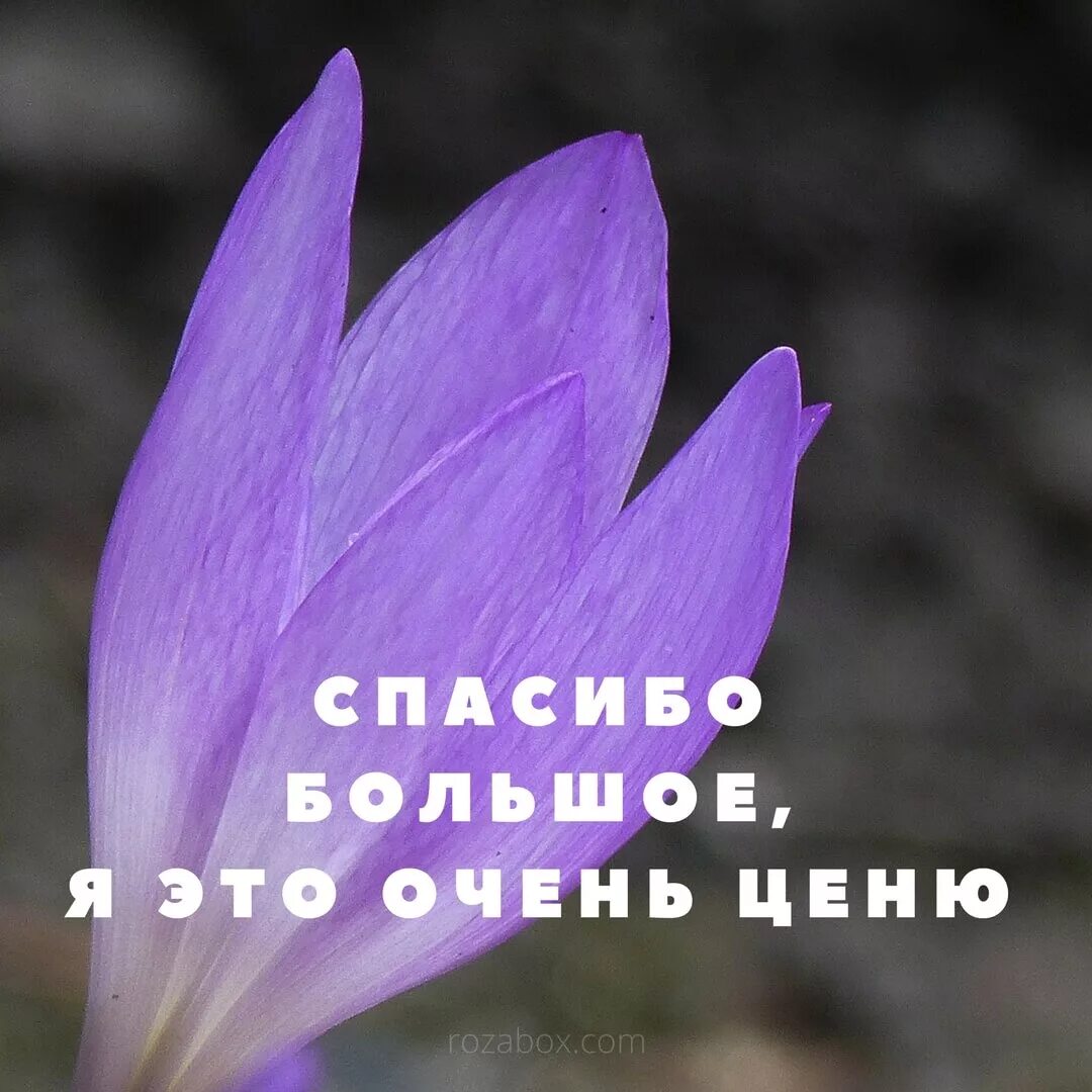 Спасибо ценю. Спасибо за заботу. Очень ценю и благодарю. Очень ценю ваше внимание. Спасибо очень ценю